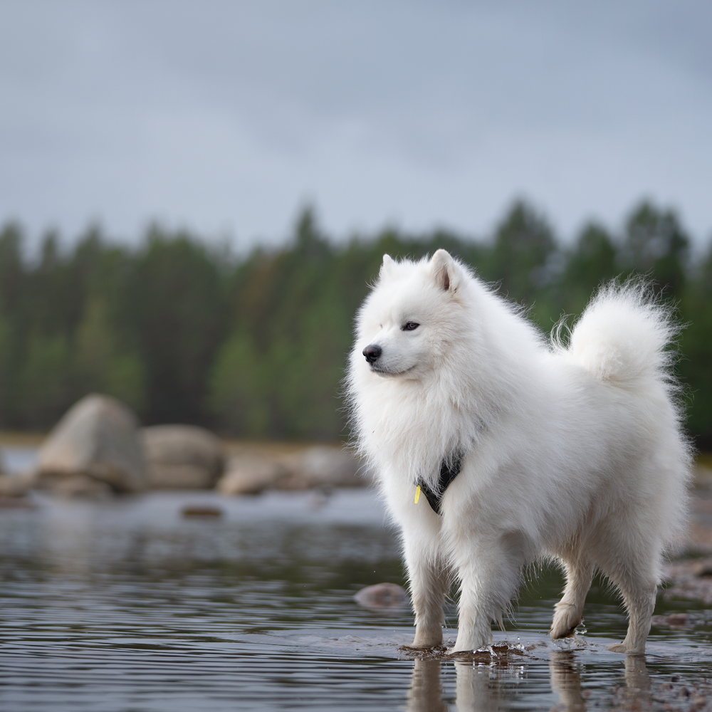 Big & fluffy